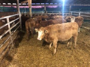 Tag 225, 220 Red Heifers