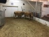 2 Tan Cows - 2