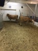 2 Tan Brockle-Face Cows - 2