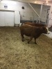 2 Red Blaze-Face Cows