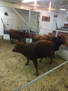 3 Red Cows