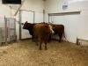 3 Red Cows - 2
