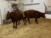 2 Red Cows - 5