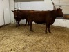2 Red Cows - 6