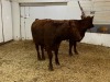 2 Red Cows - 7