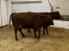 2 Red Cows - 2