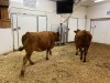 2 Red Cows - 3