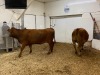 2 Red Cows - 4
