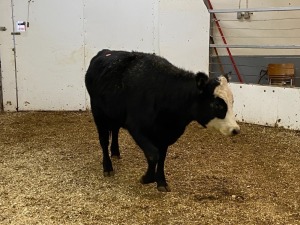 1 Black Brockle-Face Heifer