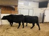 2 Black Cows - 2