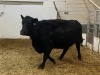 1 Black Cow