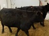 3 Black Cows - 2