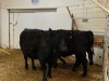 3 Black Cows - 3
