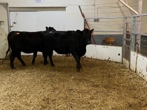 2 Black Cows