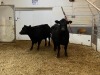 2 Black Cows - 2