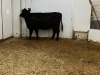 1 Black Cow - 2