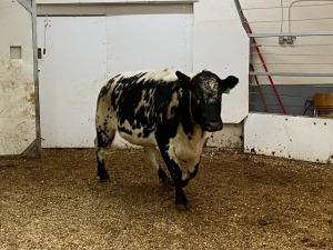 1 Speckled Park X Cow
