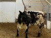 1 Speckled Park X Cow - 2