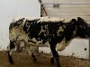 1 Speckled Park X Cow - 3