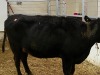 1 Black Cow - 3