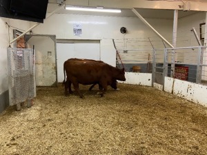 2 Red Cows