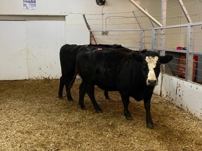 2 Black Cows