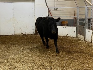 1 Black Cow