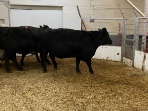 3 Black Cows