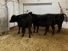 3 Black Cows - 3