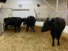 4 Black Cows - 2