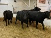 4 Black Cows - 4
