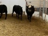 3 Cows - 1 Black, 2 Black Brockle Face - 2