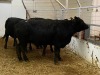 3 Cows - 1 Black, 2 Black Brockle Face - 3