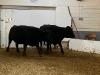 2 Black Cows - 3