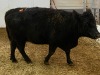1 Black Cow - 3