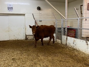 1 Red Cow