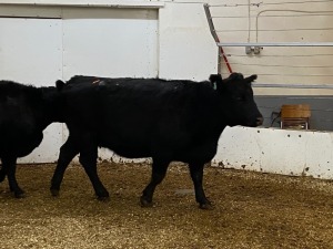 3 Black Cows