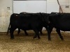 3 Black Cows - 2