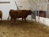 2 Red Cows - 2