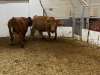 2 Red Cows - 3