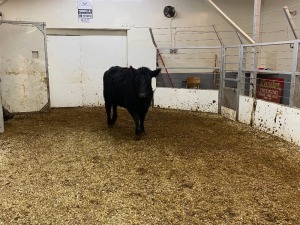 1 Black Heifer