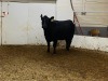 1 Black Cow - 2