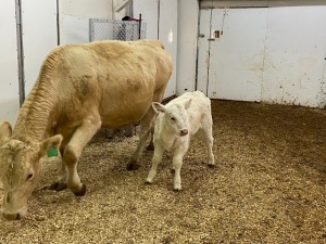 Pair - Tan Cow/White Hfr Calf