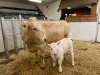 Pair - Tan Cow/White Hfr Calf - 3