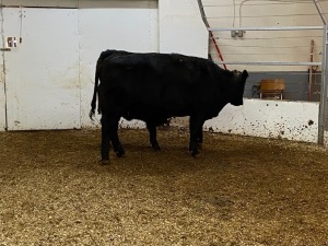 Pair - Black Cow/Black Hfr Calf