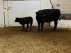 Pair - Black Cow/Black Hfr Calf - 2