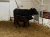 Pair - Black Cow/Black Hfr Calf - 3