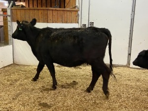 Pair - Black White-Faced Cow/Black Hfr Calf