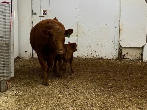 Pair - Red Cow/Red Bull Calf