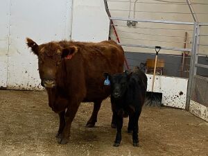Pair- Red Cow/Black Bull Calf